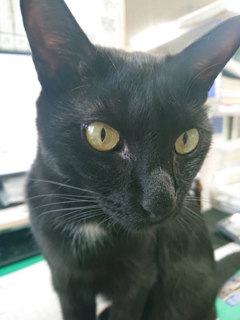 HPをリニューアルしました